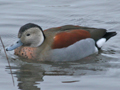 Ringed Teal